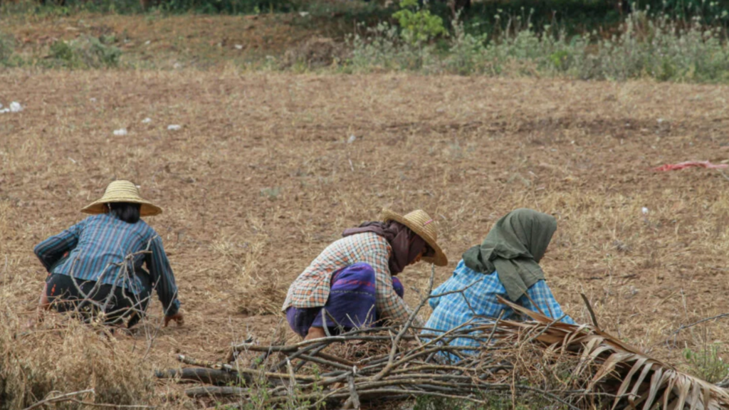 Three people handpicking the harvest in a field