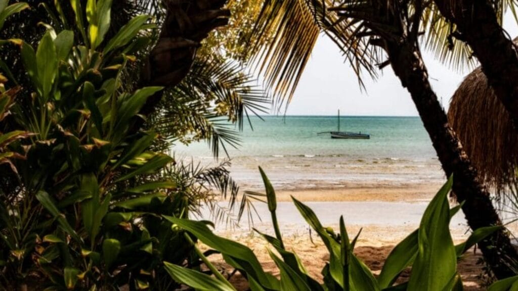 tropical island looking through palm trees to reveal the ocean